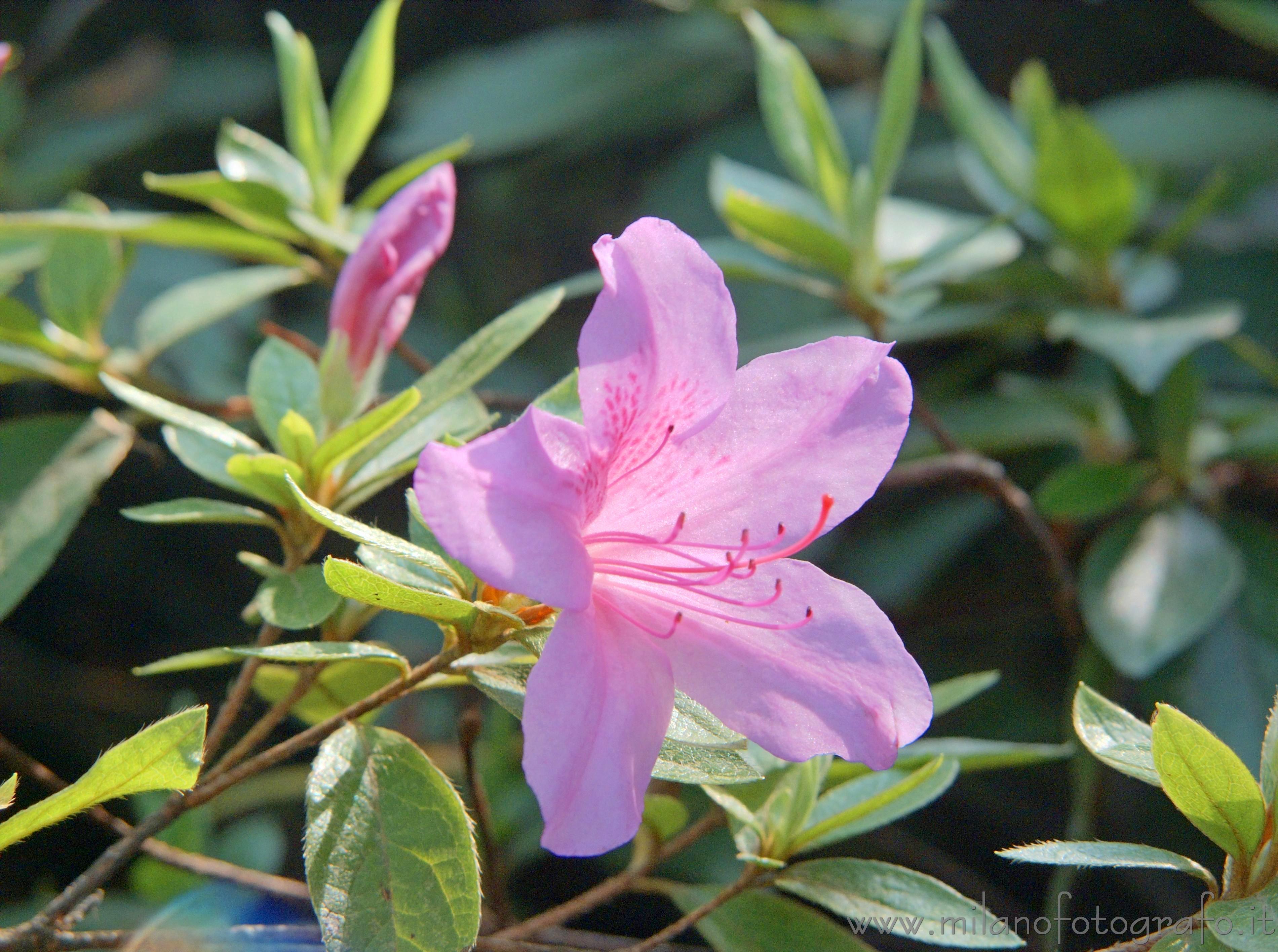 Tremezzo (Como, Italy) - Rododendrum flower in the park of Villa Carlotta